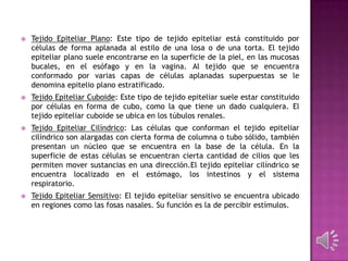  Tejido Epiteliar Plano: Este tipo de tejido epiteliar está constituido por
células de forma aplanada al estilo de una losa o de una torta. El tejido
epiteliar plano suele encontrarse en la superficie de la piel, en las mucosas
bucales, en el esófago y en la vagina. Al tejido que se encuentra
conformado por varias capas de células aplanadas superpuestas se le
denomina epitelio plano estratificado.
 Tejido Epiteliar Cuboide: Este tipo de tejido epiteliar suele estar constituido
por células en forma de cubo, como la que tiene un dado cualquiera. El
tejido epiteliar cuboide se ubica en los túbulos renales.
 Tejido Epiteliar Cilíndrico: Las células que conforman el tejido epiteliar
cilíndrico son alargadas con cierta forma de columna o tubo sólido, también
presentan un núcleo que se encuentra en la base de la célula. En la
superficie de estas células se encuentran cierta cantidad de cilios que les
permiten mover sustancias en una dirección.El tejido epiteliar cilíndrico se
encuentra localizado en el estómago, los intestinos y el sistema
respiratorio.
 Tejido Epiteliar Sensitivo: El tejido epiteliar sensitivo se encuentra ubicado
en regiones como las fosas nasales. Su función es la de percibir estímulos.
 