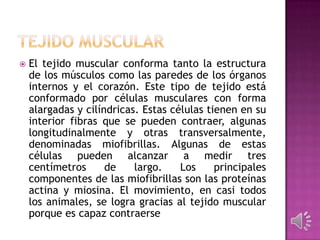  El tejido muscular conforma tanto la estructura
de los músculos como las paredes de los órganos
internos y el corazón. Este tipo de tejido está
conformado por células musculares con forma
alargadas y cilíndricas. Estas células tienen en su
interior fibras que se pueden contraer, algunas
longitudinalmente y otras transversalmente,
denominadas miofibrillas. Algunas de estas
células pueden alcanzar a medir tres
centímetros de largo. Los principales
componentes de las miofibrillas son las proteínas
actina y miosina. El movimiento, en casi todos
los animales, se logra gracias al tejido muscular
porque es capaz contraerse
 