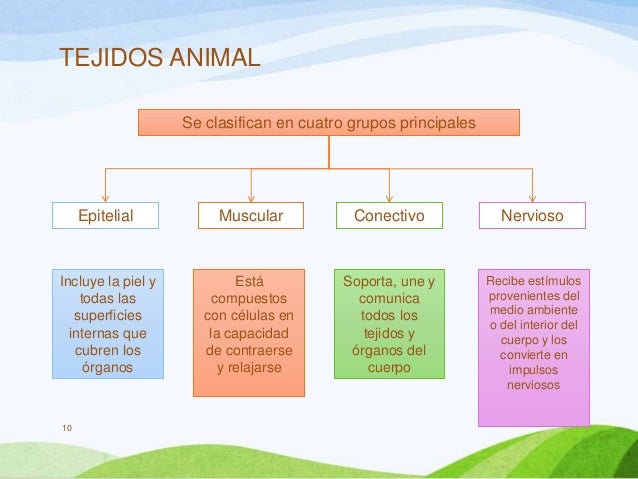 Tejidos