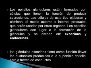 Los epitelios glandulares están formados con
células que tienen la función de producir
secreciones. Las células de este tipo elaboran y
eliminan, al medio externo o interno, productos
que serán usados por otros órganos. Los epitelios
glandulares dan lugar a la formación de la
glándulas y se dividen en: exocrinas y
endócrinas.
 las glándulas exocrinas tiene como función llevar
las sustancias producidas a la superficie epitelial
libre a través de conductos.
 