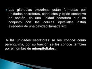  Las glándulas exocrinas están formadas por
unidades secretoras, conductos y tejido conectivo
de sostén, es una unidad secretora que en
conjunto con las células epiteliales están
alrededor de una cavidad llamada luz.
A las unidades secretoras se les conoce como
parénquima; por su función se les conoce también
por el nombre de mioepiteliales.
 