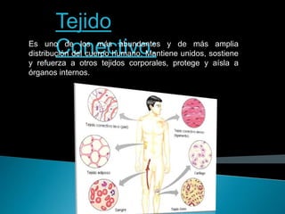 Tejido
Conectivo:Es uno de los más abundantes y de más amplia
distribución del cuerpo humano. Mantiene unidos, sostiene
y refuerza a otros tejidos corporales, protege y aísla a
órganos internos.
 