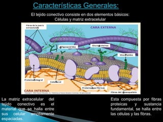 Características Generales:
El tejido conectivo consiste en dos elementos básicos:
Células y matriz extracelular
La matriz extracelular del
tejido conectivo es el
material que se halla entre
sus celular ampliamente
espaciadas.
Esta compuesta por fibras
proteicas y sustancia
fundamental, se halla entre
las células y las fibras.
 