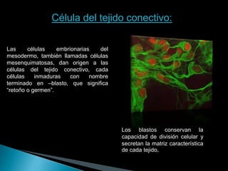 Célula del tejido conectivo:
Las células embrionarias del
mesodermo, también llamadas células
mesenquimatosas, dan origen a las
células del tejido conectivo, cada
células inmaduras con nombre
terminado en –blasto, que significa
“retoño o germen”.
Los blastos conservan la
capacidad de división celular y
secretan la matriz característica
de cada tejido.
 