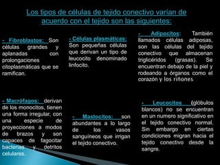 Los tipos de células de tejido conectivo varían de
acuerdo con el tejido son las siguientes:
- Fibroblastos: Son
células grandes y
aplanadas con
prolongaciones
citoplasmáticas que se
ramifican.
- Macrófagos: derivan
de los monocitos, tienen
una forma irregular, con
una especie de
proyecciones a modos
de brazos y son
capaces de fagocitar
bacterias y detritos
celulares.
- Células plasmáticas:
Son pequeñas células
que derivan un tipo de
leucocito denominado
linfocito.
- Mastocitos: son
abundantes a lo largo
de los vasos
sanguíneos que irrigan
el tejido conectivo.
- Leucocitos (glóbulos
blancos) no se encuentran
en un numero significativo en
el tejido conectivo normal.
Sin embargo en ciertas
condiciones migran hacia el
tejido conectivo desde la
sangre.
- Adipocitos: También
llamados células adiposas,
son las células del tejido
conectivo que almacenan
triglicéridos (grasas). Se
encuentran debajo de la piel y
rodeando a órganos como el
corazón y los riñones
 