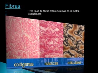 Fibras
: Tres tipos de fibras están incluidas en la matriz
extracelular.
 