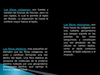 Las fibras colágenas: son fuertes y
resisten las fuerzas de tracción, pero no
son rígidas, lo cual le permite al tejido
ser flexible. La disposición de haces le
confiere mayor fuerza al tejido.
Las fibras elásticas: mas pequeñas en
diámetro que las fibras colagenas, se
unen y ramifican formando una red
dentro del tejido. Una fibra elástica se
compone de moléculas de la proteína
elastina rodeada por una glicoproteína
denominada fibrilina, que agrega la
fuerza y estabilidad.
Las fibras reticulares: son
finos haces de colágeno con
una cubierta glicoproteína
que otorgan soporte en las
paredes de los vasos
sanguíneos y constituyen
una red alrededor de las
células en ciertos tejidos,
como el tejido conectivo
areolar, el tejido adiposo y el
musculo.
 