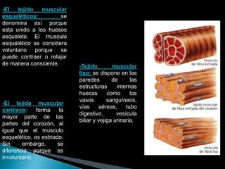 -El tejido muscular
esqueléticos: se
denomina así porque
esta unido a los huesos
esqueleto. El musculo
esquelético se considera
voluntario porque se
puede contraer o relajar
de manera consciente.
-El tejido muscular
cardiaco: forma la
mayor parte de las
partes del corazón, al
igual que el musculo
esquelético, es estriado.
Sin embargo, se
diferencia porque es
involuntario.
-Tejido muscular
liso: se dispone en las
paredes de las
estructuras internas
huecas como los
vasos sanguíneos,
vías aéreas, tubo
digestivo, vesícula
biliar y vejiga urinaria.
 