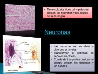 • Tiene solo dos tipos principales de
células: las neuronas y las células
de la neuroglia.
• Las neuronas son sensibles a
diversos estímulos.
• Transforman el estímulo en
señales eléctricas.
• Consta de tres partes básicas: el
cuerpo celular, las dendritas y
los axones.
Neuronas
 