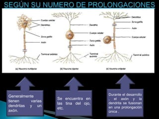 Generalmente
tienen varias
dendritas y un
axón.
Se encuentra en
las tina del ojo,
etc.
Durante el desarrollo
, el axón y la
dendrita se fusionan
en una prolongación
única .
 