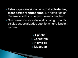  Estas capas embrionarias son el ectodermo,
mesodermo y endodermo. De estas tres se
desarrolla todo el cuerpo humano completo.
 Son cuatro los tipos de tejidos con grupos de
células especializadas que tienen una función
común:
 Epitelial
 Conectivo
 Nervioso
 Muscular
 