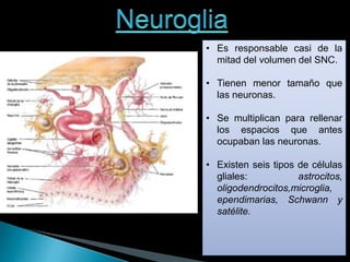 • Es responsable casi de la
mitad del volumen del SNC.
• Tienen menor tamaño que
las neuronas.
• Se multiplican para rellenar
los espacios que antes
ocupaban las neuronas.
• Existen seis tipos de células
gliales: astrocitos,
oligodendrocitos,microglia,
ependimarias, Schwann y
satélite.
 