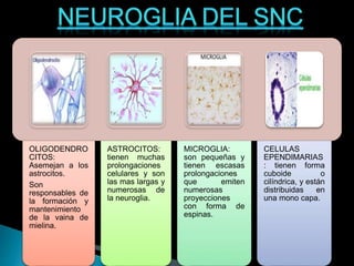 OLIGODENDRO
CITOS:
Asemejan a los
astrocitos.
Son
responsables de
la formación y
mantenimiento
de la vaina de
mielina.
ASTROCITOS:
tienen muchas
prolongaciones
celulares y son
las mas largas y
numerosas de
la neuroglia.
MICROGLIA:
son pequeñas y
tienen escasas
prolongaciones
que emiten
numerosas
proyecciones
con forma de
espinas.
CELULAS
EPENDIMARIAS
: tienen forma
cuboide o
cilíndrica, y están
distribuidas en
una mono capa.
 