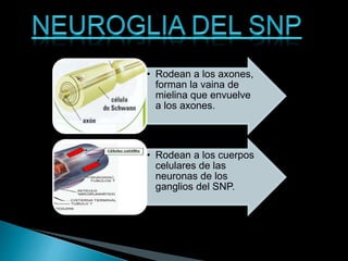 • Rodean a los axones,
forman la vaina de
mielina que envuelve
a los axones.
• Rodean a los cuerpos
celulares de las
neuronas de los
ganglios del SNP.
 