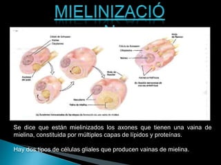 Se dice que están mielinizados los axones que tienen una vaina de
mielina, constituida por múltiples capas de lípidos y proteínas.
Hay dos tipos de células gliales que producen vainas de mielina.
 