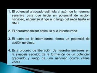 1. El potencial graduado estimula al axón de la neurona
sensitiva para que inicie un potencial de acción
nervioso, el cual se dirige a lo largo del axón hasta el
SNC.
2. El neurotransmisor estimula a la interneurona
3. El axón de la interneurona forma un potencial de
acción nervioso.
4. Este proceso de liberación de neurotransmisores en
la sinapsis seguido de la formación de un potencial
graduado y luego de uno nervioso ocurre varias
veces.
 