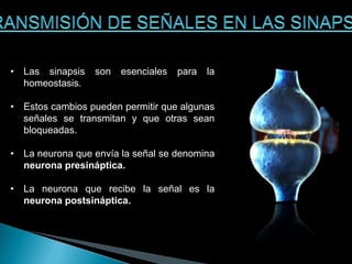 • Las sinapsis son esenciales para la
homeostasis.
• Estos cambios pueden permitir que algunas
señales se transmitan y que otras sean
bloqueadas.
• La neurona que envía la señal se denomina
neurona presináptica.
• La neurona que recibe la señal es la
neurona postsináptica.
 