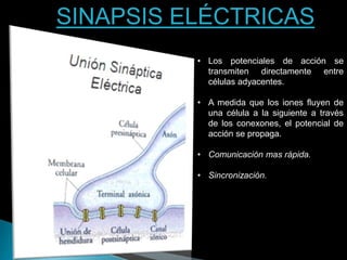 SINAPSIS ELÉCTRICAS
• Los potenciales de acción se
transmiten directamente entre
células adyacentes.
• A medida que los iones fluyen de
una célula a la siguiente a través
de los conexones, el potencial de
acción se propaga.
• Comunicación mas rápida.
• Sincronización.
 