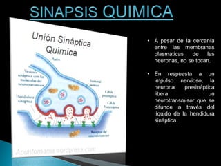 • A pesar de la cercanía
entre las membranas
plasmáticas de las
neuronas, no se tocan.
• En respuesta a un
impulso nervioso, la
neurona presináptica
libera un
neurotransmisor que se
difunde a través del
líquido de la hendidura
sináptica.
 