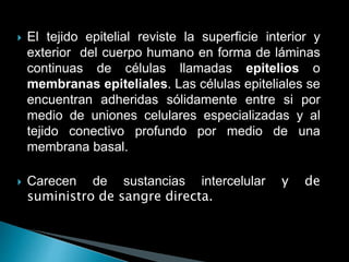  El tejido epitelial reviste la superficie interior y
exterior del cuerpo humano en forma de láminas
continuas de células llamadas epitelios o
membranas epiteliales. Las células epiteliales se
encuentran adheridas sólidamente entre si por
medio de uniones celulares especializadas y al
tejido conectivo profundo por medio de una
membrana basal.
 Carecen de sustancias intercelular y de
suministro de sangre directa.
 
