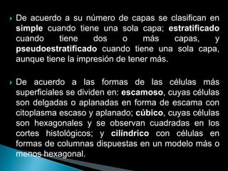  De acuerdo a su número de capas se clasifican en
simple cuando tiene una sola capa; estratificado
cuando tiene dos o más capas, y
pseudoestratificado cuando tiene una sola capa,
aunque tiene la impresión de tener más.
 De acuerdo a las formas de las células más
superficiales se dividen en: escamoso, cuyas células
son delgadas o aplanadas en forma de escama con
citoplasma escaso y aplanado; cúbico, cuyas células
son hexagonales y se observan cuadradas en los
cortes histológicos; y cilíndrico con células en
formas de columnas dispuestas en un modelo más o
menos hexagonal.
 