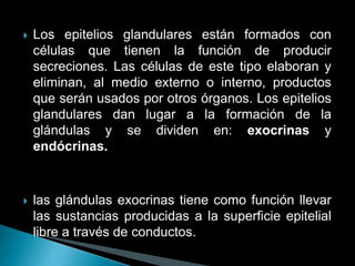  Los epitelios glandulares están formados con
células que tienen la función de producir
secreciones. Las células de este tipo elaboran y
eliminan, al medio externo o interno, productos
que serán usados por otros órganos. Los epitelios
glandulares dan lugar a la formación de la
glándulas y se dividen en: exocrinas y
endócrinas.
 las glándulas exocrinas tiene como función llevar
las sustancias producidas a la superficie epitelial
libre a través de conductos.
 