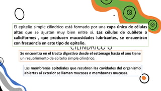 EPITELIO SIMPLE
CILINDRICO O
COLUMNAR
El epitelio simple cilíndrico está formado por una capa única de células
altas que se ajustan muy bien entre sí. Las células de cubilete o
caliciformes , que producen mucosidades lubricantes, se encuentran
con frecuencia en este tipo de epitelio.
Se encuentra en el tracto digestivo desde el estómago hasta el ano tiene
un recubrimiento de epitelio simple cilíndrico.
Las membranas epiteliales que recubren las cavidades del organismo
abiertas al exterior se llaman mucosas o membranas mucosas.
 
