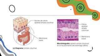 EPITELIO SIMPLE
CILINDRICO O
COLUMNAR
 