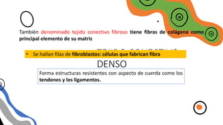 TEJIDO CONECTIVO
DENSO
También denominado tejido conectivo fibroso tiene fibras de colágeno como
principal elemento de su matriz
• Se hallan filas de fibroblastos: células que fabrican fibra
Forma estructuras resistentes con aspecto de cuerda como los
tendones y los ligamentos.
 
