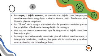 SANGRE
4
• La sangre, o tejido vascular, se considera un tejido conectivo porque
consiste en células sanguíneas rodeadas de una matriz fluida y no viva
llamada plasma sanguíneo.
• Las “fibras” de la sangre son moléculas de proteínas solubles que se
hacen visibles sólo durante la coagulación de la sangre.
• Aun así, es necesario reconocer que la sangre es un tejido conectivo
bastante atípico.
• La sangre es el vehículo de transporte para el sistema cardiovascular, y
transporta nutrientes, residuos, los gases de la respiración y muchas
otras sustancias por todo el organismo.
 