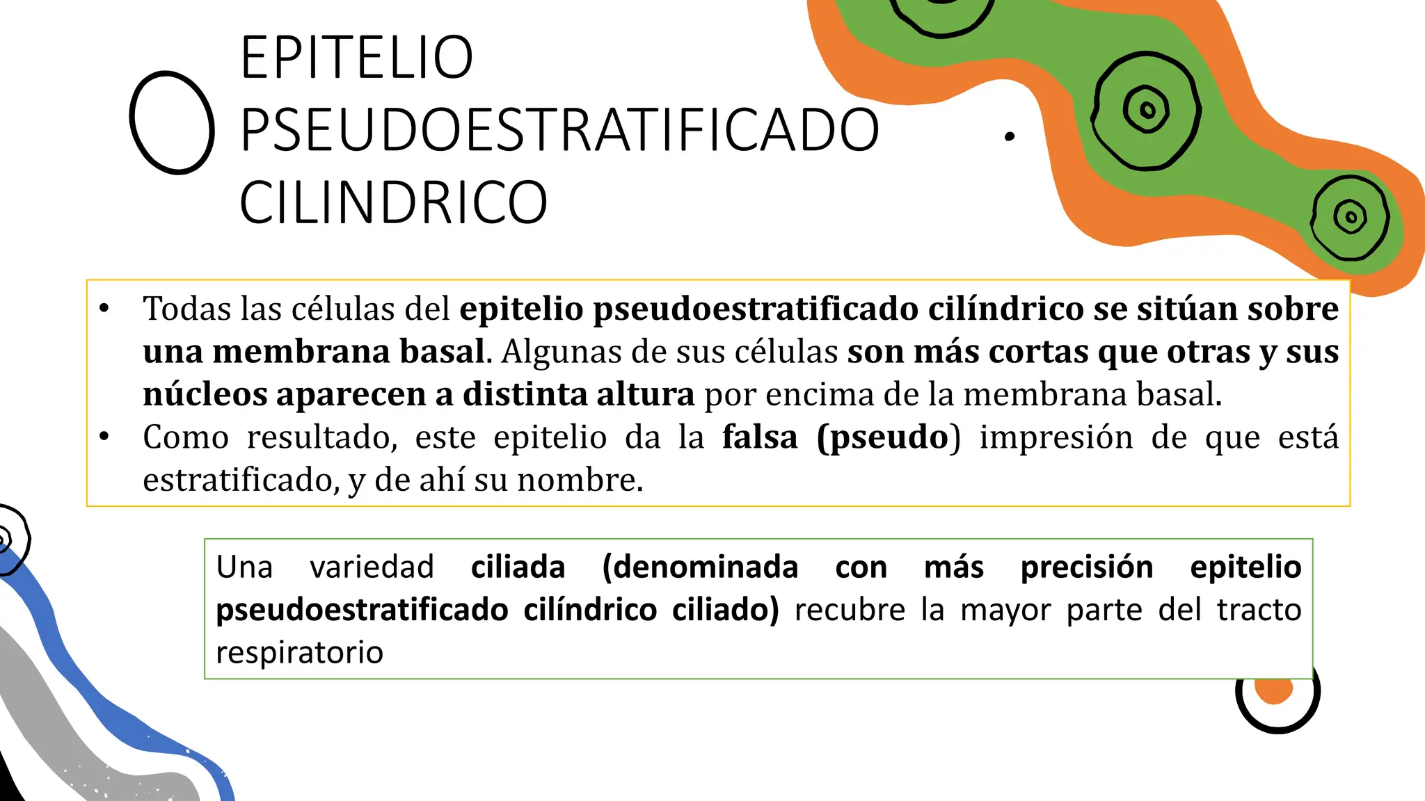 EPITELIO
PSEUDOESTRATIFICADO
CILINDRICO
• Todas las células del epitelio pseudoestratificado cilíndrico se sitúan sobre
una membrana basal. Algunas de sus células son más cortas que otras y sus
núcleos aparecen a distinta altura por encima de la membrana basal.
• Como resultado, este epitelio da la falsa (pseudo) impresión de que está
estratificado, y de ahí su nombre.
Una variedad ciliada (denominada con más precisión epitelio
pseudoestratificado cilíndrico ciliado) recubre la mayor parte del tracto
respiratorio
 