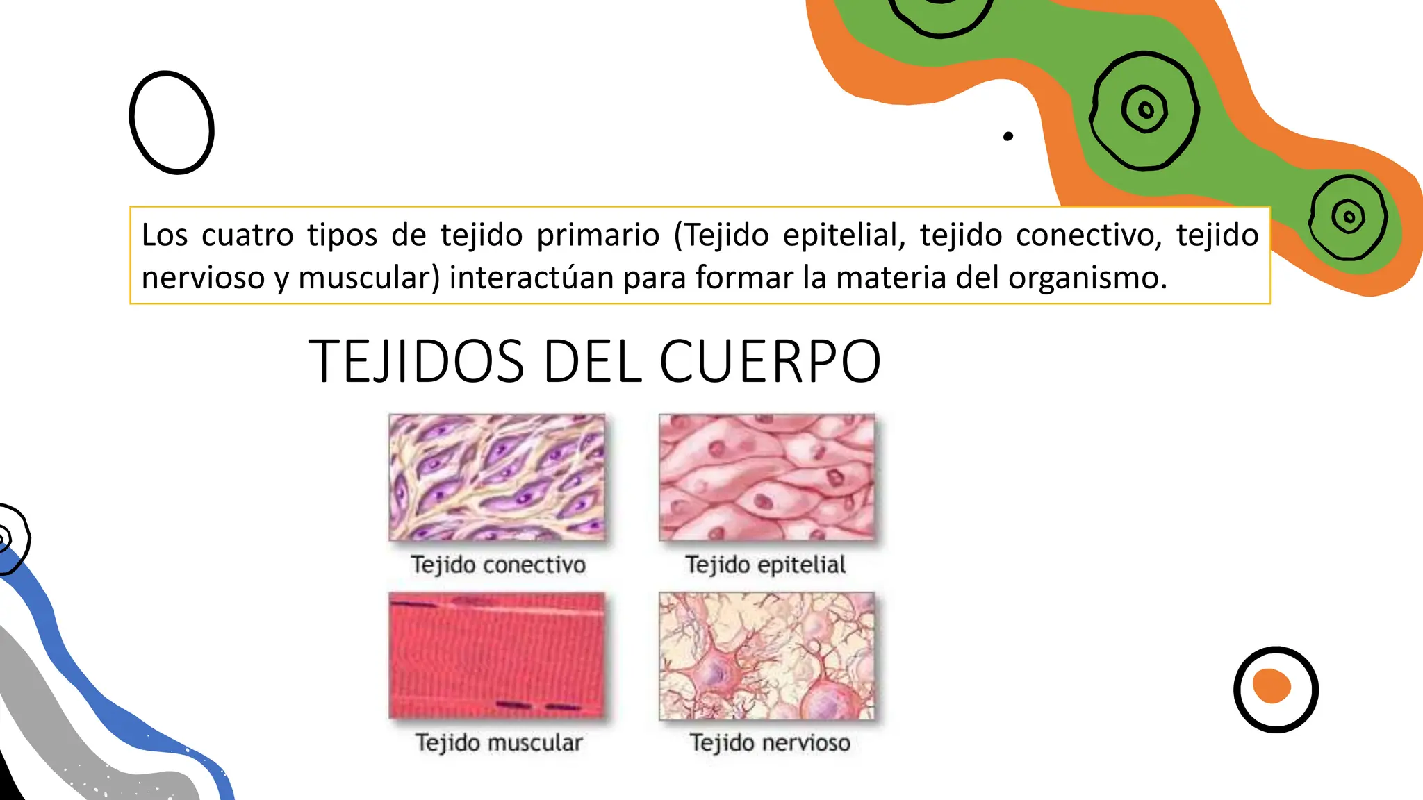 TEJIDOS DEL CUERPO
Los cuatro tipos de tejido primario (Tejido epitelial, tejido conectivo, tejido
nervioso y muscular) interactúan para formar la materia del organismo.
 