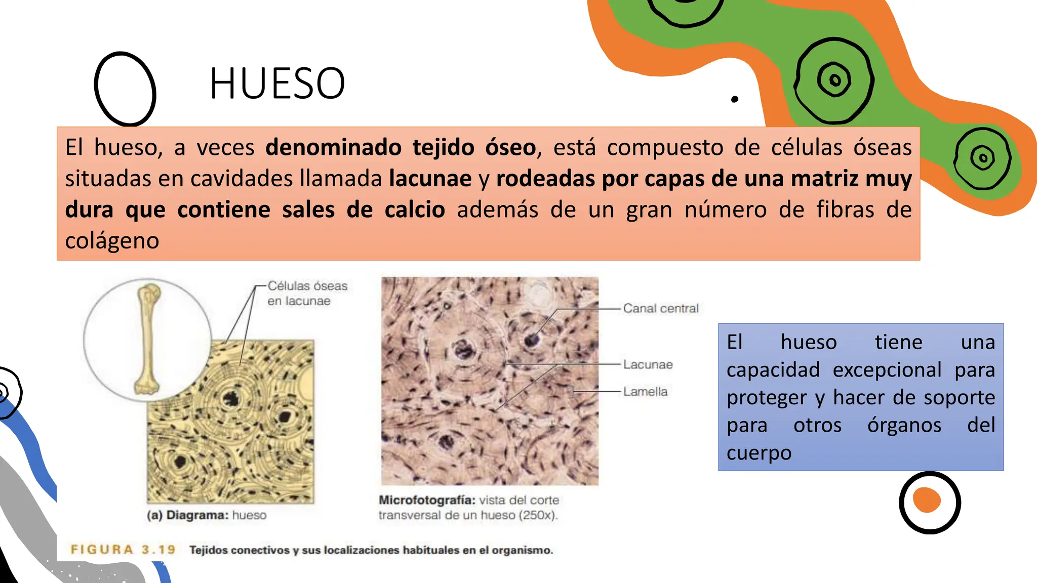 HUESO
El hueso, a veces denominado tejido óseo, está compuesto de células óseas
situadas en cavidades llamada lacunae y rodeadas por capas de una matriz muy
dura que contiene sales de calcio además de un gran número de fibras de
colágeno
El hueso tiene una
capacidad excepcional para
proteger y hacer de soporte
para otros órganos del
cuerpo
 