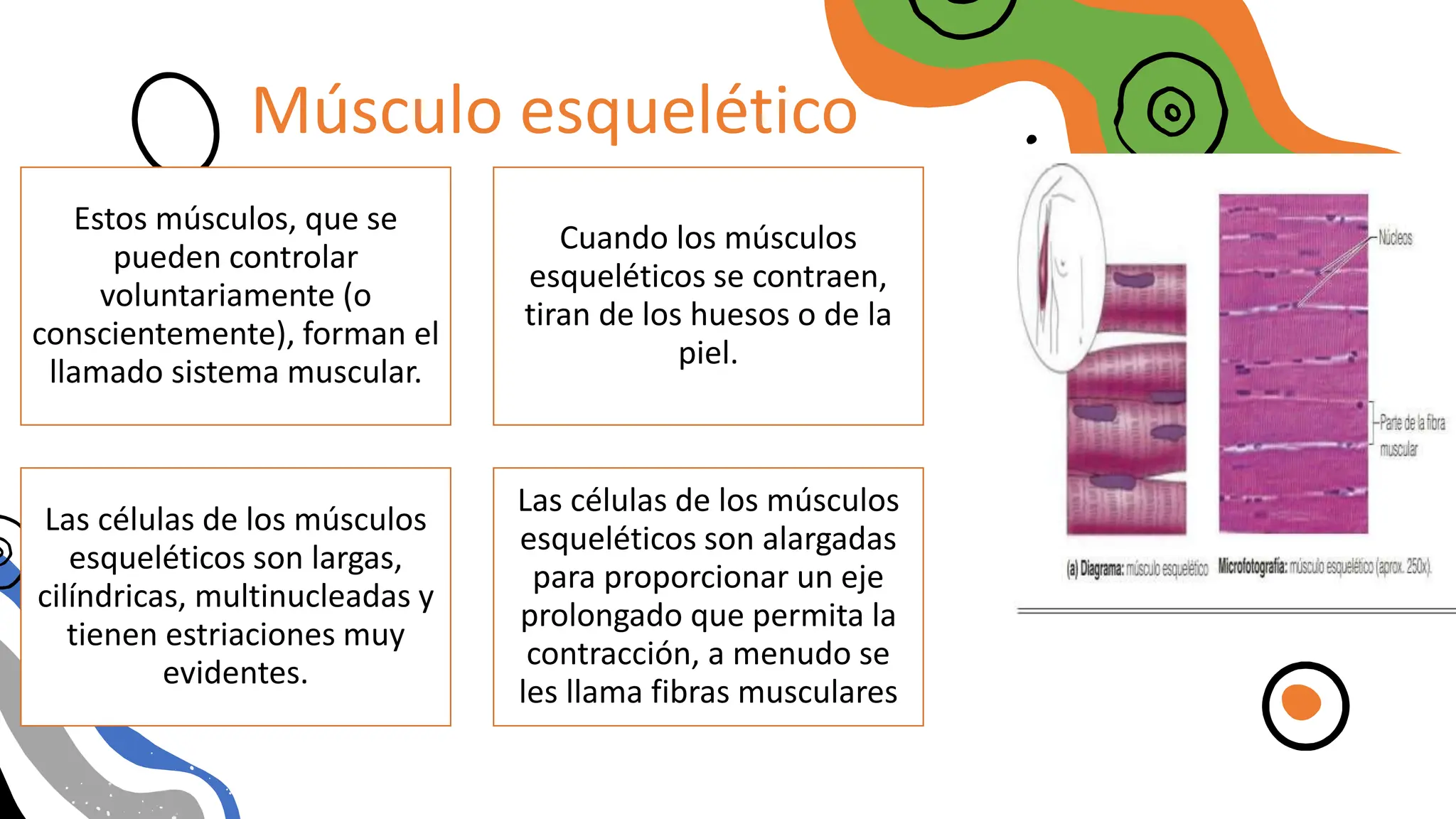 Músculo esquelético
Estos músculos, que se
pueden controlar
voluntariamente (o
conscientemente), forman el
llamado sistema muscular.
Cuando los músculos
esqueléticos se contraen,
tiran de los huesos o de la
piel.
Las células de los músculos
esqueléticos son largas,
cilíndricas, multinucleadas y
tienen estriaciones muy
evidentes.
Las células de los músculos
esqueléticos son alargadas
para proporcionar un eje
prolongado que permita la
contracción, a menudo se
les llama fibras musculares
 