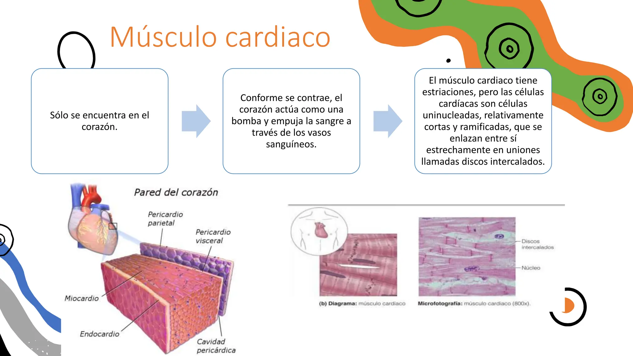 Músculo cardiaco
Sólo se encuentra en el
corazón.
Conforme se contrae, el
corazón actúa como una
bomba y empuja la sangre a
través de los vasos
sanguíneos.
El músculo cardiaco tiene
estriaciones, pero las células
cardíacas son células
uninucleadas, relativamente
cortas y ramificadas, que se
enlazan entre sí
estrechamente en uniones
llamadas discos intercalados.
 