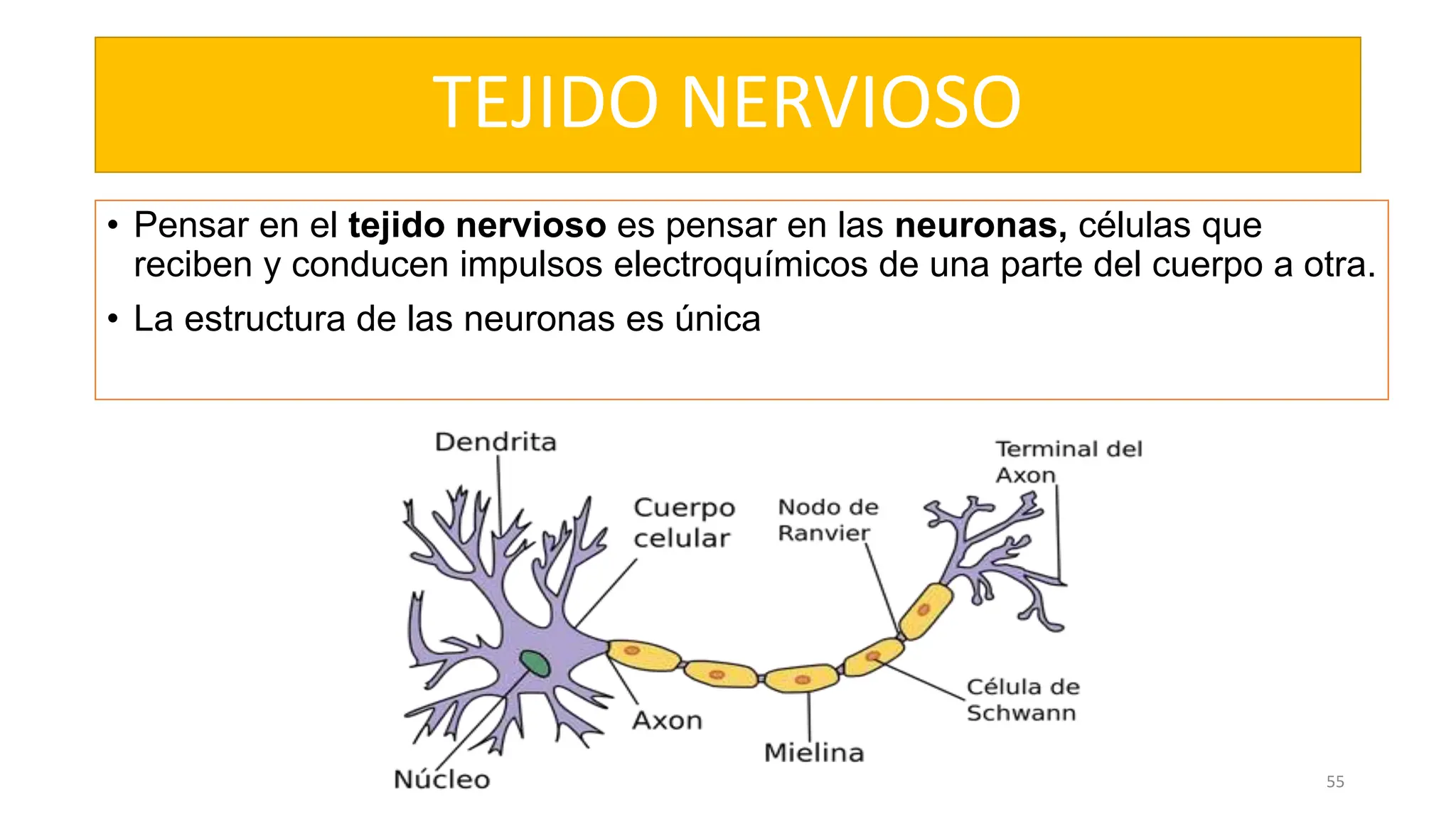 TEJIDO NERVIOSO
• Pensar en el tejido nervioso es pensar en las neuronas, células que
reciben y conducen impulsos electroquímicos de una parte del cuerpo a otra.
• La estructura de las neuronas es única
55
 