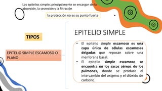 EPITELIO SIMPLE
Los epitelios simples principalmente se encargan de la
absorción, la secreción y la filtración
la protección no es su punto fuerte
EPITELIO SIMPLE ESCAMOSO O
PLANO
TIPOS
• El epitelio simple escamoso es una
capa única de células escamosas
delgadas que reposan sobre una
membrana basal.
• El epitelio simple escamoso se
encuentra en los sacos aéreos de los
pulmones, donde se produce el
intercambio del oxígeno y el dióxido de
carbono.
 