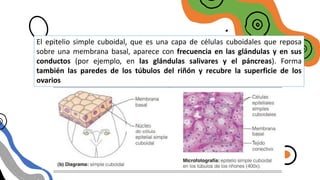 EPITELIO SIMPLE
CUBOIDAL
El epitelio simple cuboidal, que es una capa de células cuboidales que reposa
sobre una membrana basal, aparece con frecuencia en las glándulas y en sus
conductos (por ejemplo, en las glándulas salivares y el páncreas). Forma
también las paredes de los túbulos del riñón y recubre la superficie de los
ovarios
 