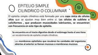 EPITELIO SIMPLE
CILINDRICO O COLUMNAR
El epitelio simple cilíndrico está formado por una capa única de células
altas que se ajustan muy bien entre sí. Las células de cubilete o
caliciformes , que producen mucosidades lubricantes, se encuentran
con frecuencia en este tipo de epitelio.
Se encuentra en el tracto digestivo desde el estómago hasta el ano tiene
un recubrimiento de epitelio simple cilíndrico.
Las membranas epiteliales que recubren las cavidades del organismo
abiertas al exterior se llaman mucosas o membranas mucosas.
 