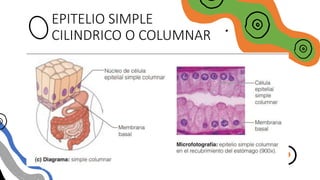 EPITELIO SIMPLE
CILINDRICO O COLUMNAR
 