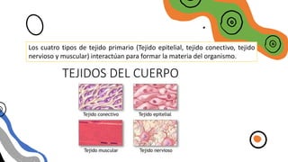 TEJIDOS DEL CUERPO
Los cuatro tipos de tejido primario (Tejido epitelial, tejido conectivo, tejido
nervioso y muscular) interactúan para formar la materia del organismo.
 