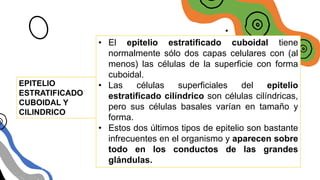 EPITELIO ESTRATIFICADO
EPITELIO
ESTRATIFICADO
CUBOIDAL Y
CILINDRICO
• El epitelio estratificado cuboidal tiene
normalmente sólo dos capas celulares con (al
menos) las células de la superficie con forma
cuboidal.
• Las células superficiales del epitelio
estratificado cilíndrico son células cilíndricas,
pero sus células basales varían en tamaño y
forma.
• Estos dos últimos tipos de epitelio son bastante
infrecuentes en el organismo y aparecen sobre
todo en los conductos de las grandes
glándulas.
 