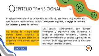 EPITELIO TRANSICIONAL
El epitelio transicional es un epitelio estratificado escamoso muy modificado
que forma el recubrimiento de sólo unos pocos órganos, la vejiga de la orina,
los uréteres y parte de la uretra
Las células de la capa basal
tienen forma cuboidal o
cilíndrica y las que están en la
superficie libre tienen aspecto
variable
Las células transicionales que pueden
contraerse y expandirse para adaptarse al
grado de distensión necesario , cuando el
órgano se distiende las celulas superficiales se
aplanan. En la vejiga permite que se almacene
una mayor cantidad de orina.
UROTELIO
 