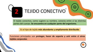 TEJIDO CONECTIVO
TEJIDO CONECTIVO
El tejido conectivo, como sugiere su nombre, conecta entre sí las distintas
partes del cuerpo. Se encuentra en cualquier parte del organismo.
Es el tipo de tejido más abundante y ampliamente distribuido
Funciones principales son proteger, hacer de soporte y unir entre sí otros
tejidos corporales
2
 