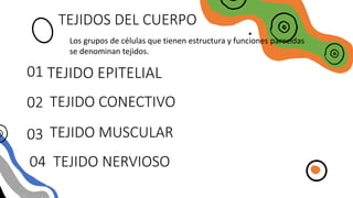 TEJIDO EPITELIAL
02
01
04
03
TEJIDOS DEL CUERPO
TEJIDO CONECTIVO
TEJIDO MUSCULAR
TEJIDO NERVIOSO
Los grupos de células que tienen estructura y funciones parecidas
se denominan tejidos.
 