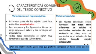 CARACTERÍSTICAS COMUNES
DEL TEJIDO CONECTIVO
Variaciones en el riego sanguíneo.
• La mayor parte de los tejidos conectivos
están bien vascularizados
• Los tendones y los ligamentos tienen un
riego sanguíneo pobre, y los cartílagos son
avasculares.
• Todas estas estructuras se curan muy
lentamente cuando sufren daños.
(Por este motivo mucha gente dice que preferiría romperse un hueso antes que un
ligamento)
Matriz extracelular.
• Los tejidos conectivos están
formados por tipos muy
diferentes de células y
cantidades variables de una
sustancia no viva, esta se
encuentra en el exterior de las
células llamada matriz
extracelular
 