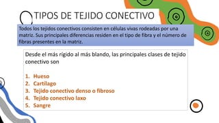 TIPOS DE TEJIDO CONECTIVO
Todos los tejidos conectivos consisten en células vivas rodeadas por una
matriz. Sus principales diferencias residen en el tipo de fibra y el número de
fibras presentes en la matriz.
Desde el más rígido al más blando, las principales clases de tejido
conectivo son
1. Hueso
2. Cartílago
3. Tejido conectivo denso o fibroso
4. Tejido conectivo laxo
5. Sangre
 