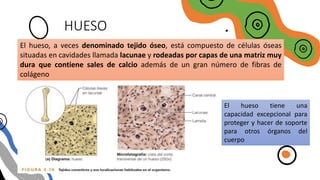 HUESO
El hueso, a veces denominado tejido óseo, está compuesto de células óseas
situadas en cavidades llamada lacunae y rodeadas por capas de una matriz muy
dura que contiene sales de calcio además de un gran número de fibras de
colágeno
El hueso tiene una
capacidad excepcional para
proteger y hacer de soporte
para otros órganos del
cuerpo
 