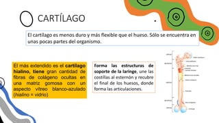 CARTÍLAGO
El cartílago es menos duro y más flexible que el hueso. Sólo se encuentra en
unas pocas partes del organismo.
El más extendido es el cartílago
hialino, tiene gran cantidad de
fibras de colágeno ocultas en
una matriz gomosa con un
aspecto vítreo blanco-azulado
(hialino = vidrio)
Forma las estructuras de
soporte de la laringe, une las
costillas al esternón y recubre
el final de los huesos, donde
forma las articulaciones.
 