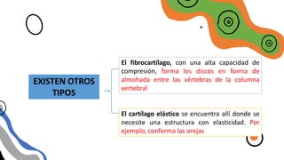 CARTILAGO
EXISTEN OTROS
TIPOS
El fibrocartílago, con una alta capacidad de
compresión, forma los discos en forma de
almohada entre las vértebras de la columna
vertebral
El cartílago elástico se encuentra allí donde se
necesite una estructura con elasticidad. Por
ejemplo, conforma las orejas
 